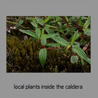 local plants inside the caldera